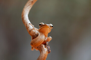 Little Tree Frog on the Nice Place