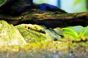 Panda garra freshwater fish - Garra flavatra