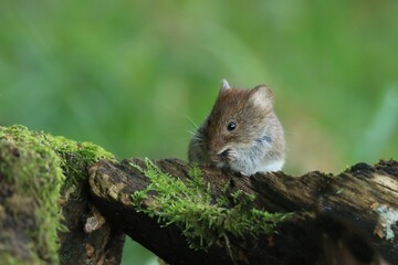 A cute bank vole sitting on the tree stump. Myodes glareolus. Vole in the nature habitat. Wildlife scene from european forest. - obrazy, fototapety, plakaty