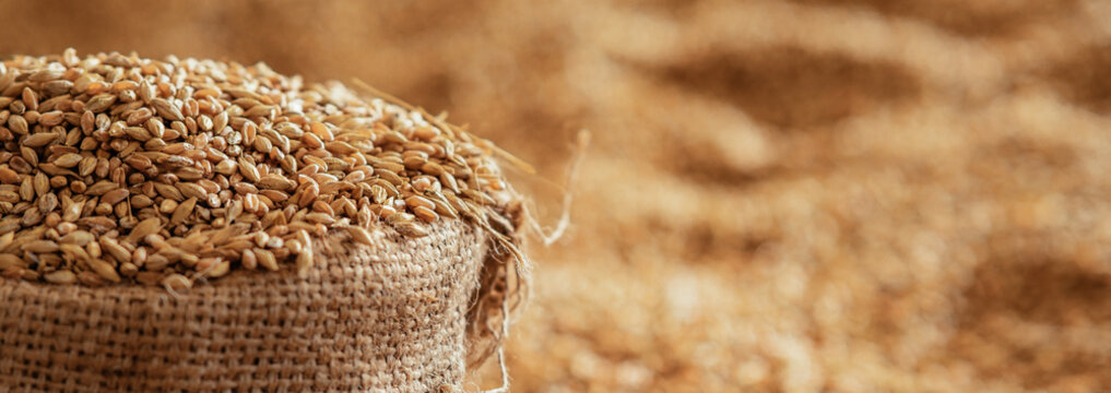 Harvested wheat grain in a linen sack Horizontal images