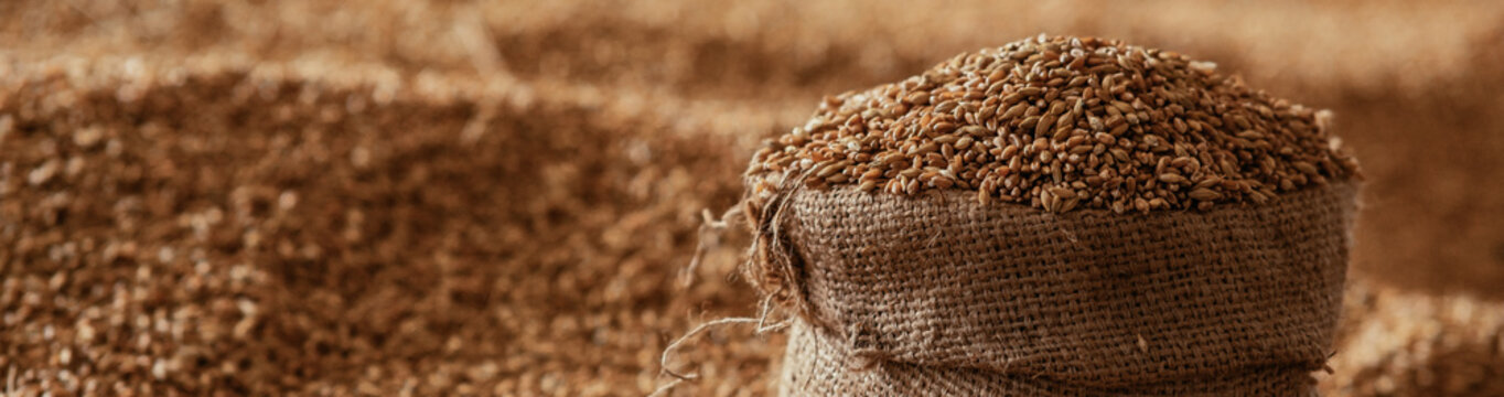 Harvested wheat grain in a linen sack Horizontal images