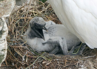 A baby gannet in the nest with its beak open. 
