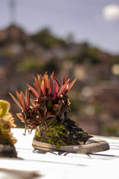 zapato con flores 