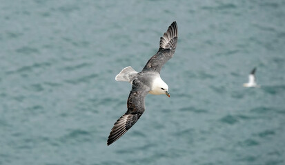 A high angle view of a fulmar in flight above the ocean. 