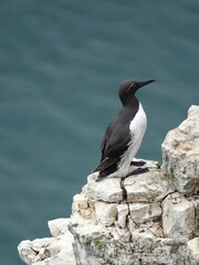 A guillemot standing on a ledge on a cliffside above the ocean. 