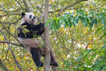 A giant panda climbing in a tree