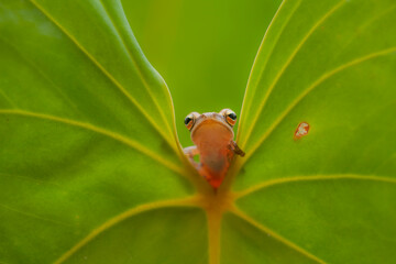 Little Tree Frog on the Nice Place