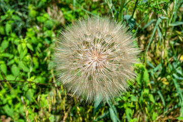 Beautiful wild growing flower seed dandelion on background meadow