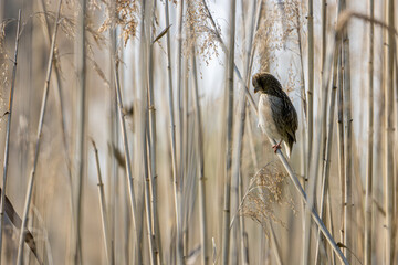 bird on a branch