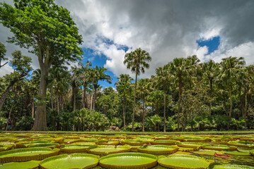 Giant water lilies at Sir Seewoosagur Ramgoolam Botanical Garden in Pamplemousses, Mauritius