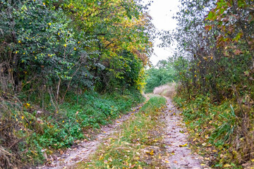 Obraz premium Photography on theme beautiful footpath in wild foliage woodland