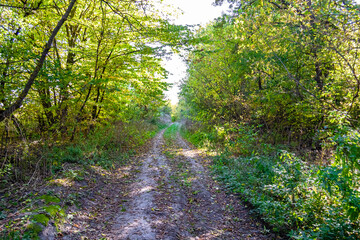 Photography on theme beautiful footpath in wild foliage woodland