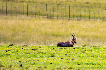 deer in the wild