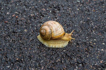 Big garden snail in shell crawling on wet road hurry home