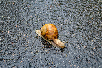 Big garden snail in shell crawling on wet road hurry home