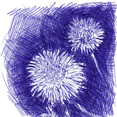 Pair dandelion flowers. Hand made sketch with ballpoint pen on paper texture. Isolated on white. Raster image