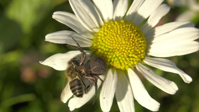 South Urals, spider with a trapped bee on a blooming ox-eye daisy (Leucanthemum vulgare).