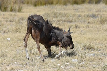 Gnukalb im Etoscha Nationalpark in Namibia. 