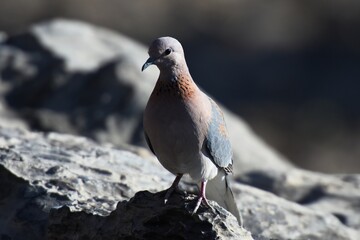 Taube im Etoscha Nationalpark in Namibia. 