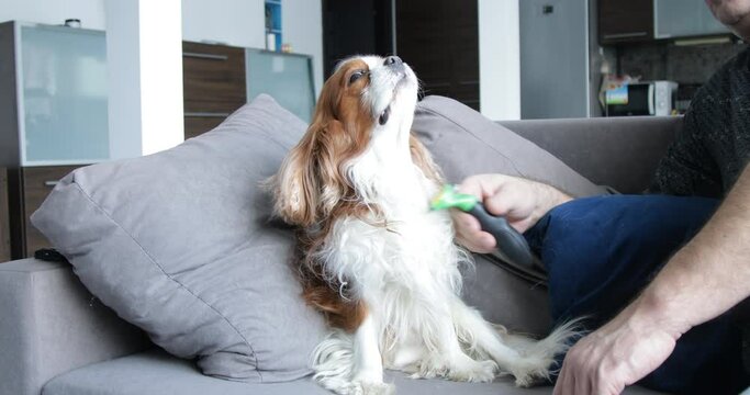 Woolly spaniel sitting on sofa with raised head. Adult man combing out fur of puppy with furminator. Home grooming.