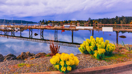 Yellow spring flowers at Sooke Harbor, Vancouver Island, BC.