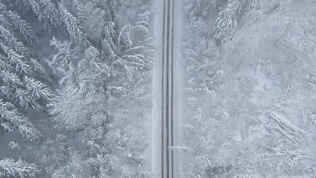 The road in forest after snowstorm. Trees with droopy branches near the road. Plateliai, Lithuania.