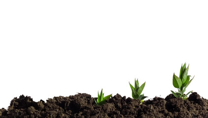 Soil Banner isolated on white Background . sprouts . different level of development. 