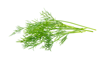 Fresh dill isolated on transparent png