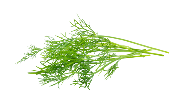 Fresh dill isolated on transparent png