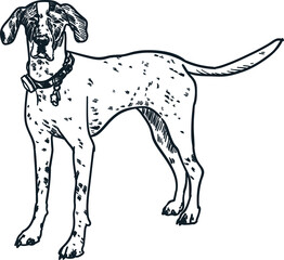 Vintage hand drawn sketch German shorthaired pointer dog