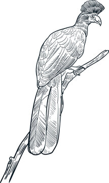 recommend clip art: Vintage hand drawn sketch Great blue turaco