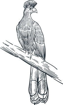 recommend clip art: Vintage hand drawn sketch Great blue turaco
