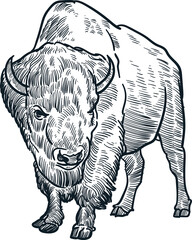 Vintage hand drawn sketch bison © Cus