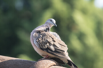 Brown Pigeon sitting on house roof