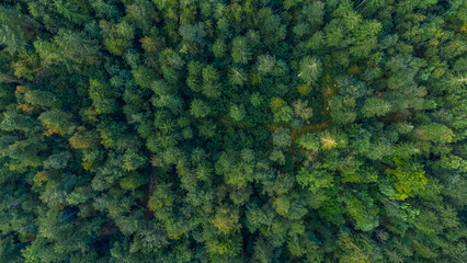 Slovenia alps mountain forest from above