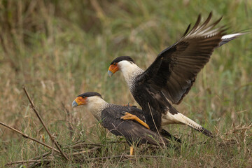 Obraz premium The crested caracara (Caracara plancus) is a bird of prey in the family Falconidae. It is found from the southern United States through Central and South America to Tierra del Fuego.