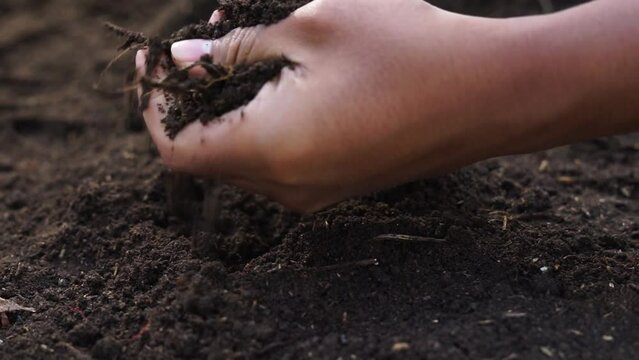 The farmers hand is checking the fertility of the compost soil