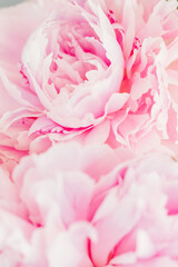 Fresh bunch of pastel pink Peony flowers and petals in macro