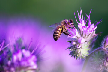 Bee on a purple flower. Close-up. Copy space