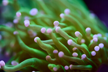 Green and purple saltwater Torch coral soft focus - 570932321