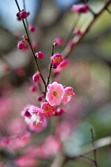 梅の花