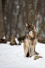 Wolf in the forest with winter background