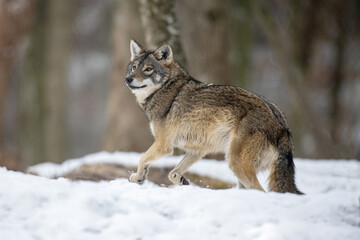 Fototapeta premium Wolf in the forest with winter background