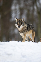 Wolf in the forest with winter background