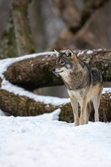 Fototapeta premium Wolf in the forest with winter background