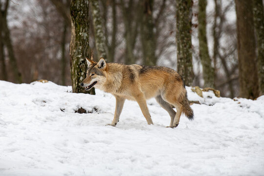 Wolf in the forest with winter background