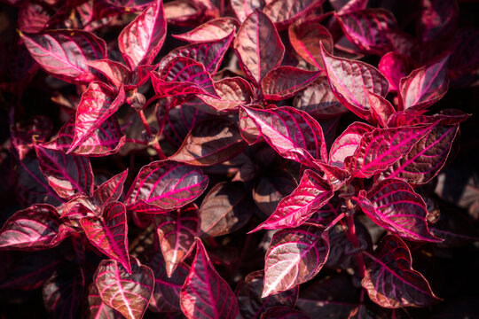 Iresine herbstii Bloodleaf