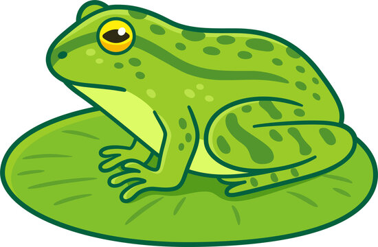 Green frog on lily pad drawing