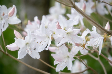 white lily flowers