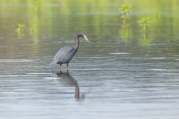Naklejka premium The little blue heron (Egretta caerulea) is a small heron of the genus Egretta. It is a small, darkly colored heron with a two-toned bill. Juveniles are entirely white.
